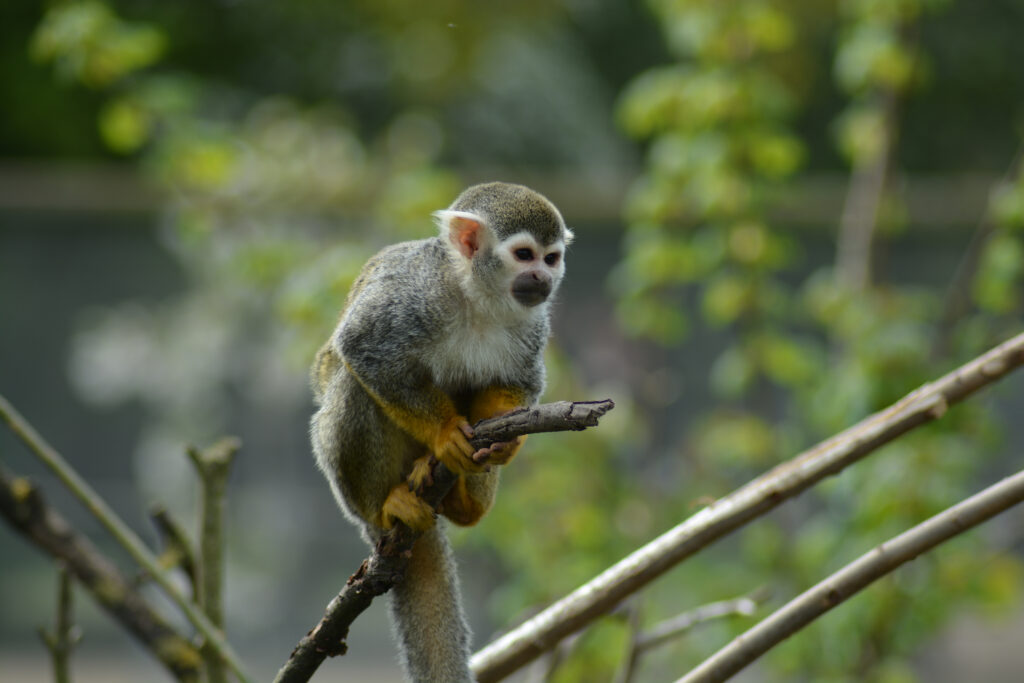 Accessible places to visit in Yorkshire: Yorkshire Wildlife Park